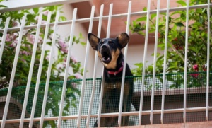 Cane-che-abbaia